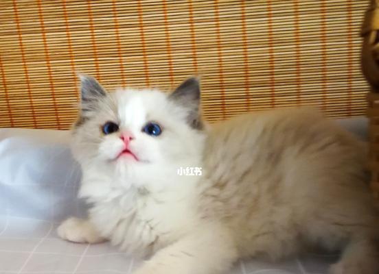 布偶猫（与布偶猫相伴的日子）