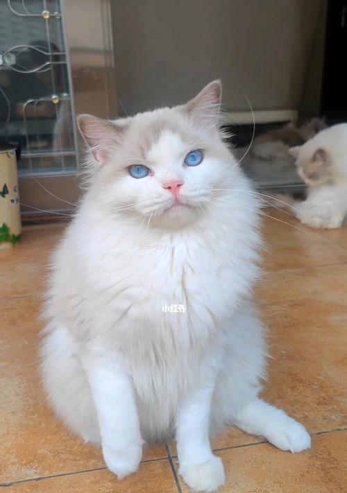一只小猫咪的成长历程（以宠物为主）