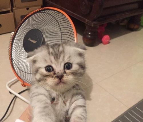 一只小猫咪的成长历程（以宠物为主）
