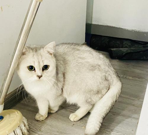 一只小猫咪的成长历程（以宠物为主）