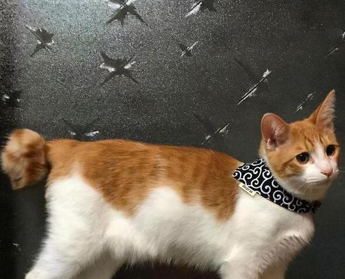 小猫咪们的日常生活（宠物猫咪的生活点滴）