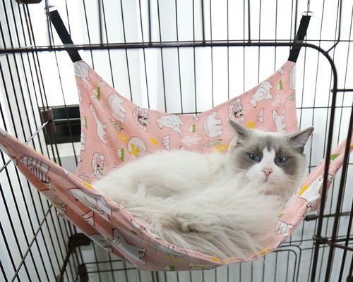 与猫咪一同成长的日子（探索一只有自己思想的猫咪的奥秘）
