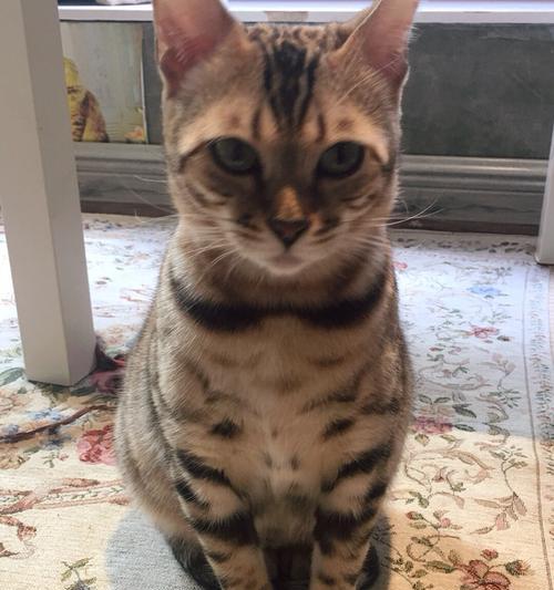 与猫咪一同成长的日子（探索一只有自己思想的猫咪的奥秘）