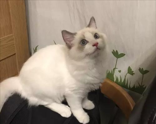 与猫咪一同成长的日子（探索一只有自己思想的猫咪的奥秘）