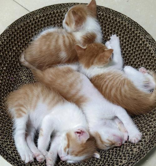 《探究宠物猫的一周生活日记》（从一周观察日记看宠物猫的生活习性与行为特点）
