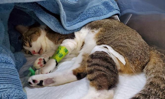 《探究宠物猫的一周生活日记》（从一周观察日记看宠物猫的生活习性与行为特点）