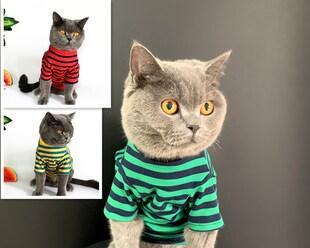 给宠物更好的爱——猫咪与时尚的完美结合（一件衣服）