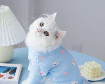 给宠物更好的爱——猫咪与时尚的完美结合（一件衣服）