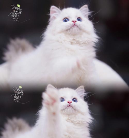 探秘以逸品蓝山布偶猫（以爱为名）