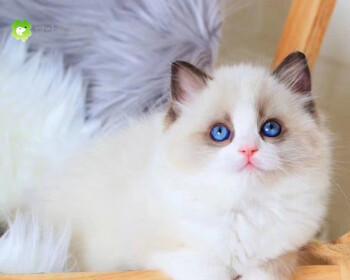 以阴阳脸布偶猫为宠物，它好不好（探讨阴阳脸布偶猫的优缺点及养护方法）