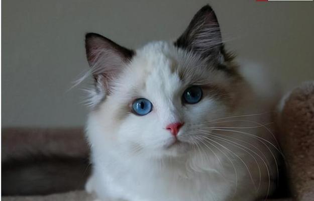 以阴阳脸布偶猫为宠物，它好不好（探讨阴阳脸布偶猫的优缺点及养护方法）