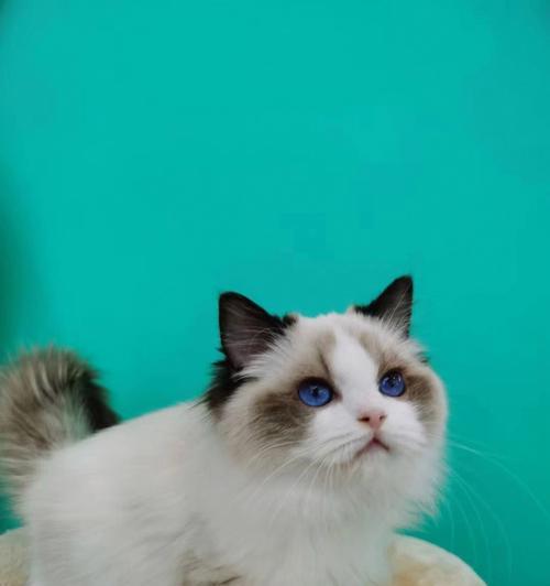 以阴阳脸布偶猫为宠物，它好不好（探讨阴阳脸布偶猫的优缺点及养护方法）