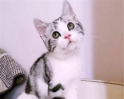 银斑折耳猫美短哪个好（挑选宠物）