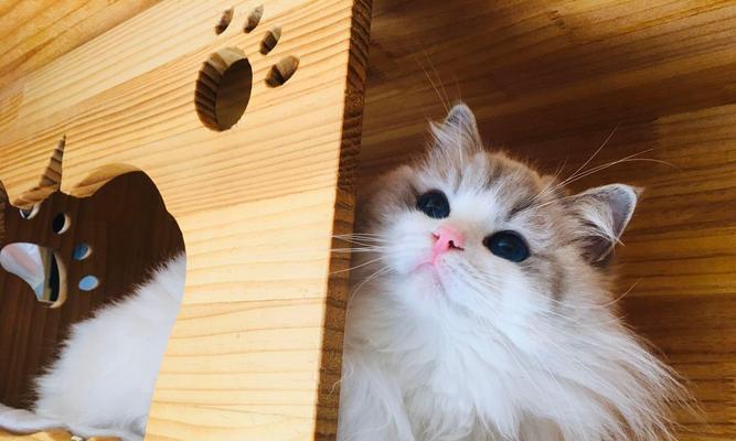 银点猫和布偶猫的性格比较（哪个更适合做宠物）