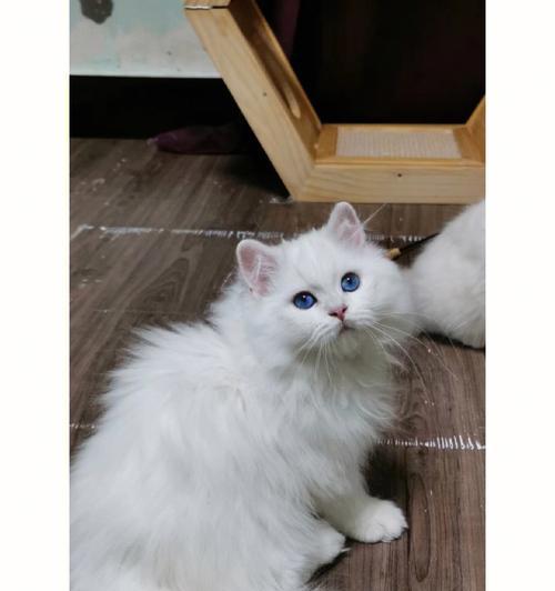银点猫和布偶猫的性格比较（哪个更适合做宠物）