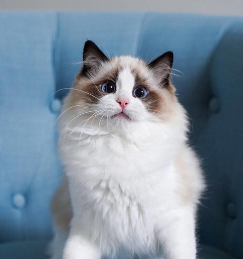 银点猫和布偶猫的性格比较（哪个更适合做宠物）