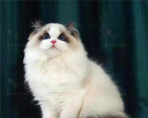 银渐层和布偶猫的智商差异（以宠物为主）