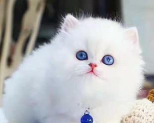 银渐层和布偶猫的智商差异（以宠物为主）