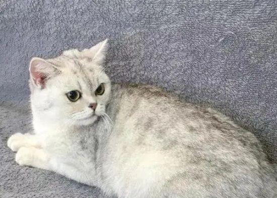 以银渐层折耳猫百科——了解这种可爱的宠物（折耳猫的特点）