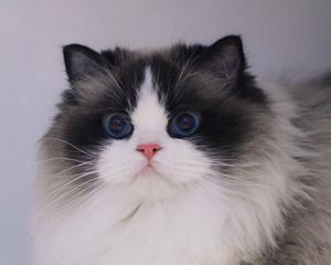 英长纯白与布偶猫的完美混血（探究英长纯白和布偶猫混血后代的可爱与魅力）