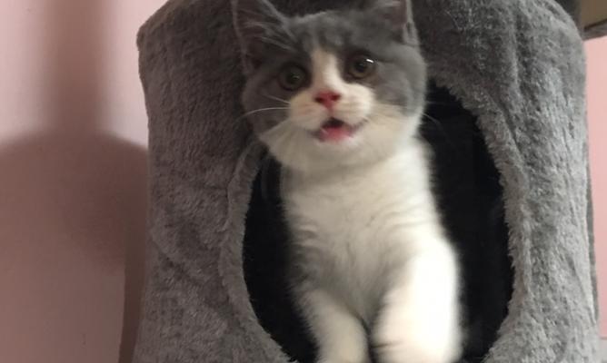英短蓝白折耳猫的饮食指南（让你的折耳猫健康成长的食谱与建议）