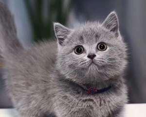 混血猫的魅力（以英短蓝猫加折耳猫为主题的宠物介绍）