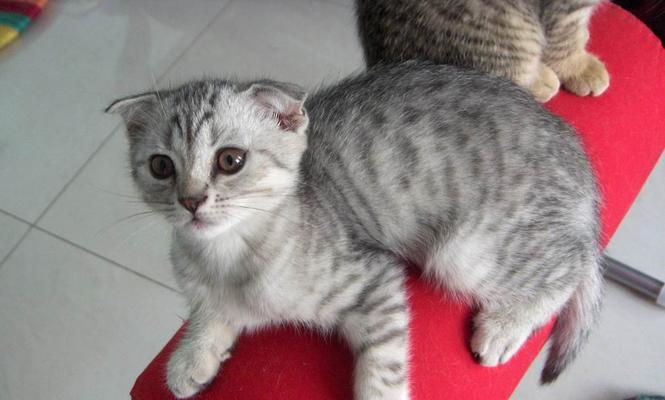 如何喂养英短蓝猫折耳幼猫（宠物护理必读！以英短蓝猫折耳幼猫喂啥）