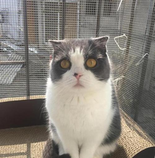 如何喂养英短蓝猫折耳幼猫（宠物护理必读！以英短蓝猫折耳幼猫喂啥）