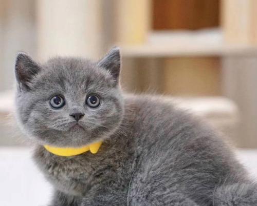 如何喂养英短蓝猫折耳幼猫（宠物护理必读！以英短蓝猫折耳幼猫喂啥）