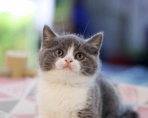 英短蓝折耳猫——一只优秀的宠物（了解这个品种的特点）