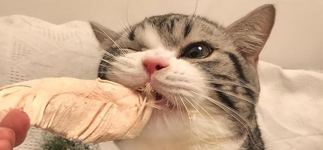 20天小猫的饮食攻略（从宝宝到成猫）