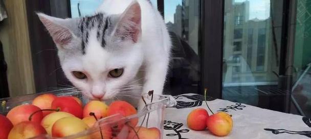 20天小猫的饮食全攻略（宠物主人必备）