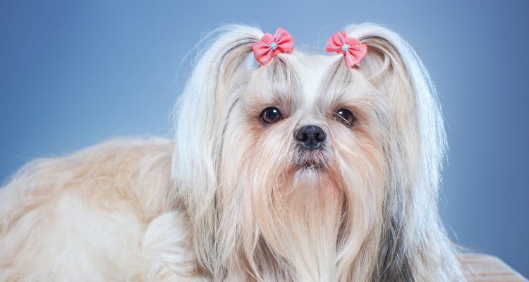 22体积最小的犬种——迷你品种犬（小巧玲珑）