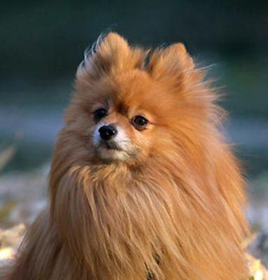 22体积最小的犬种——迷你品种犬（小巧玲珑）