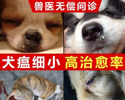 宠物拉肚子怎么办（2个月大的小狗拉肚子怎么办）