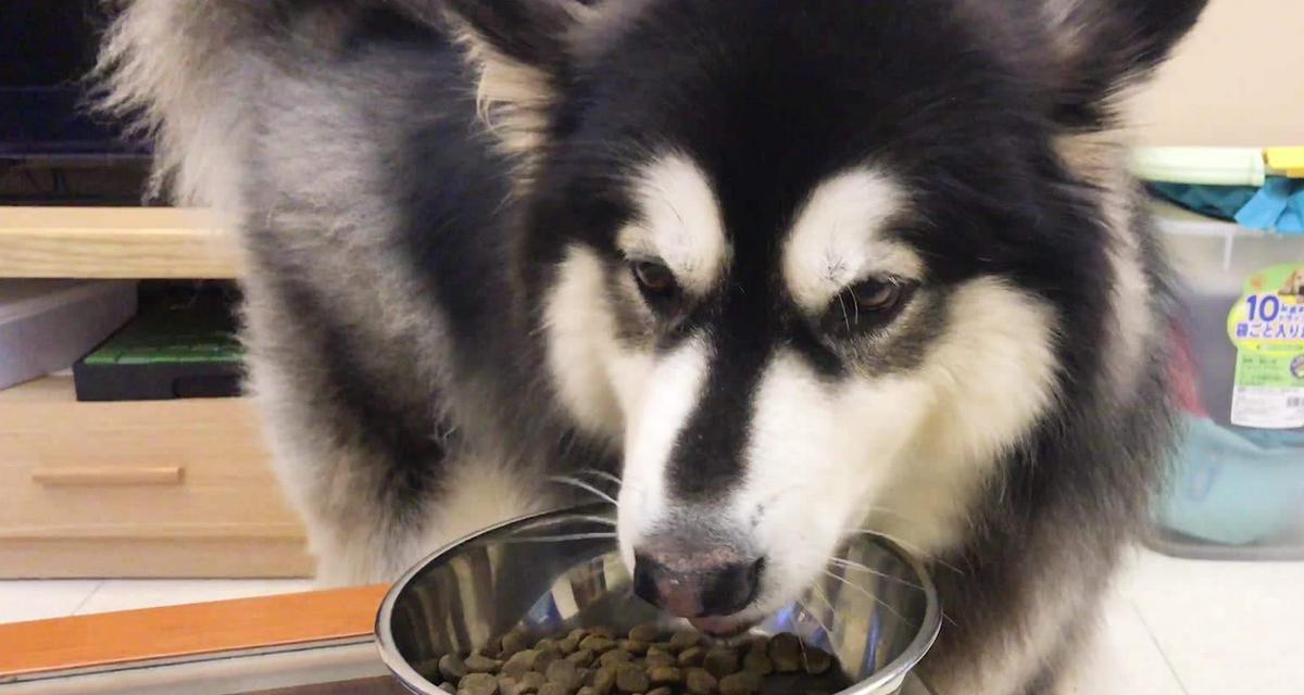 3个月狗狗该如何正确食用狗粮（如何科学配置狗粮及选择适合的狗粮种类）