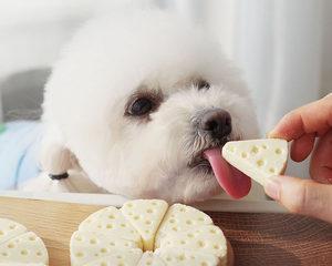 宠物狗狗能否在3个月时持蛋黄？