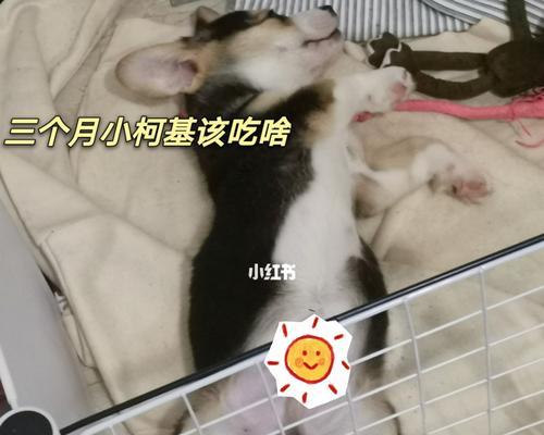 宠物狗狗能否在3个月时持蛋黄？