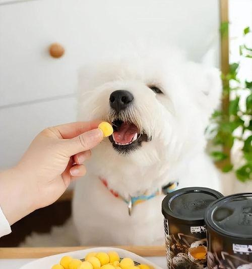 宠物狗狗能否在3个月时持蛋黄？