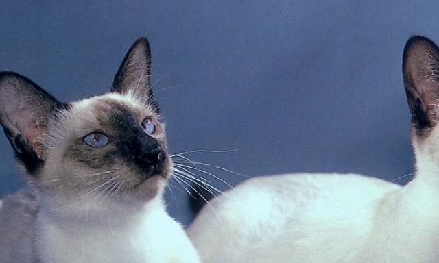 猫咪乱尿怎么办（宠物主人必看）