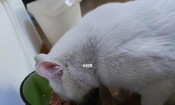 3个月猫咪如何正确进食猫粮（以宠物为主）