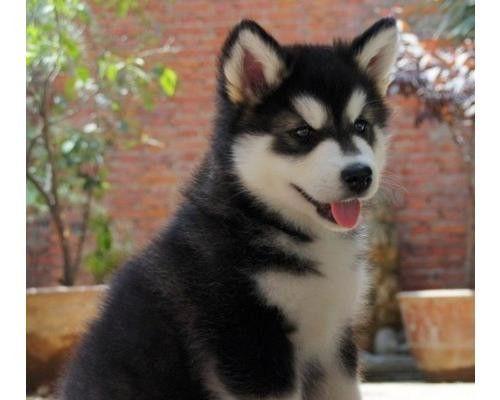 如何为成年犬选购适宜的食品（以阿拉斯加为例）