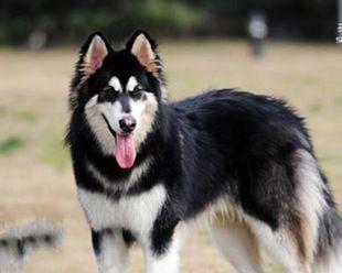 探究阿拉斯加犬咳嗽呕吐的原因（宠物犬健康问题解析——阿拉斯加犬咳嗽呕吐）