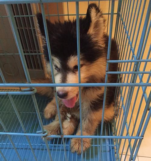 探究阿拉斯加犬咳嗽呕吐的原因（宠物犬健康问题解析——阿拉斯加犬咳嗽呕吐）