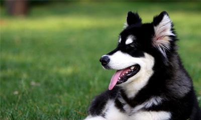如何正确喂养你的阿拉斯加犬小狗（宠物健康始于正确喂养）