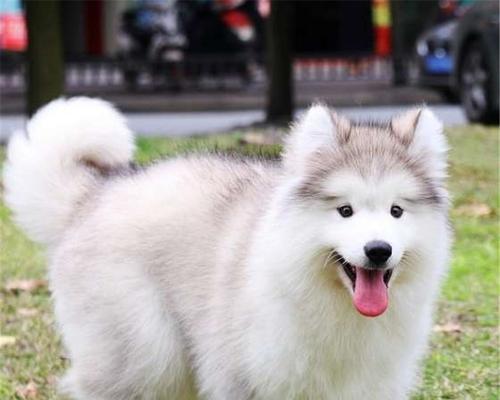 如何正确喂养你的阿拉斯加犬小狗（宠物健康始于正确喂养）
