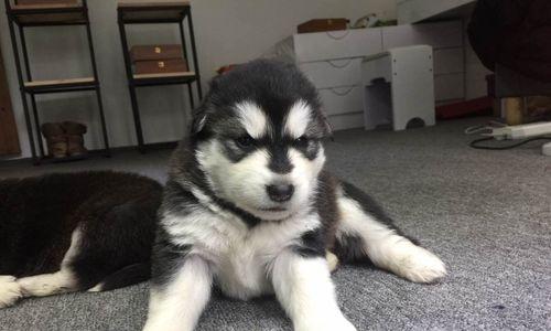 培养一只听话的阿拉斯加幼犬，不再是难事（从基础训练到高级技巧）