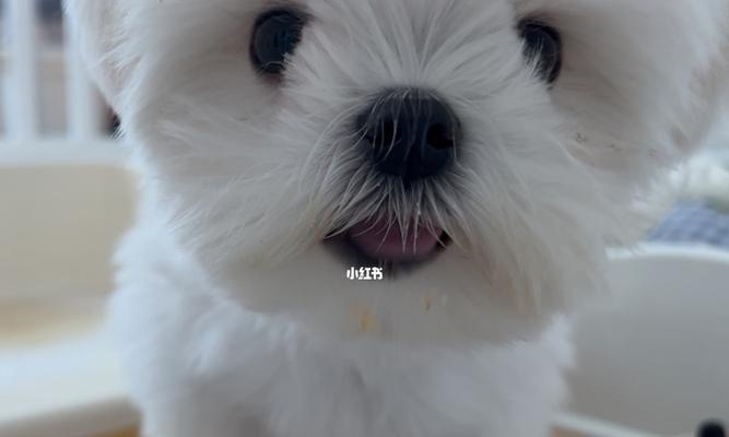 探秘以吧唧豆是什么狗狗（了解这种可爱的宠物）
