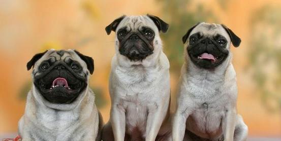 八哥犬尿血的原因及治疗方法（宠物八哥犬出现尿血该如何处理）