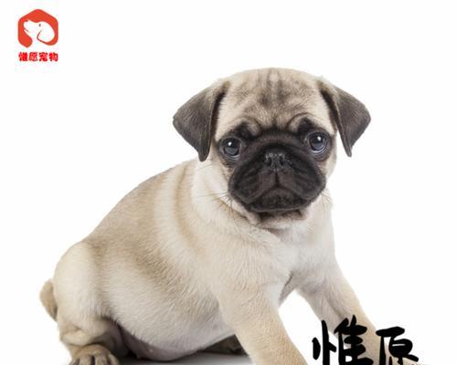 丰富多彩的以巴哥犬毛色（探索以宠物为主的不同颜色的以巴哥犬）